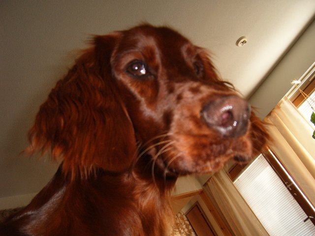 image s4300028-jpg